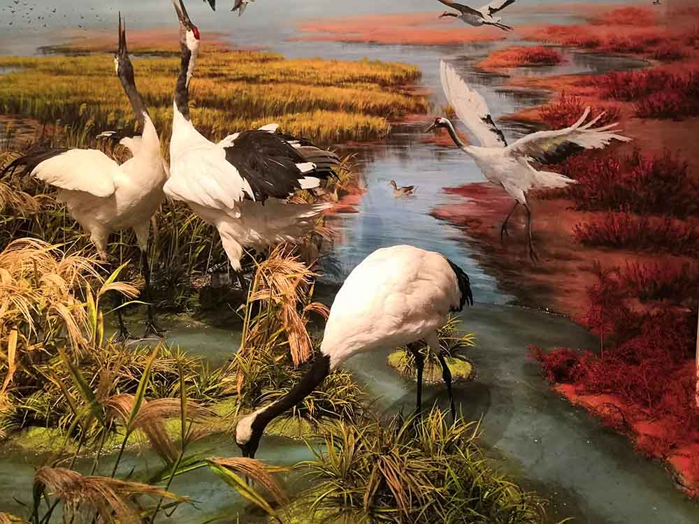 博物館全、半景畫(huà)壁畫(huà)（墻繪）